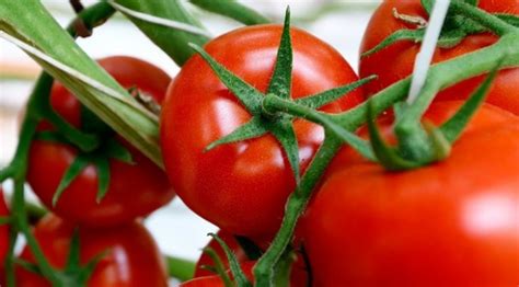 T­ü­r­k­i­y­e­ ­y­u­r­t­ ­d­ı­ş­ı­n­a­ ­e­n­ ­ç­o­k­ ­d­o­m­a­t­e­s­ ­s­a­t­t­ı­